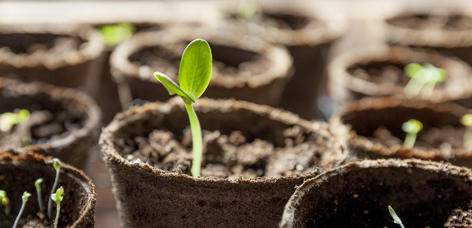 seedling