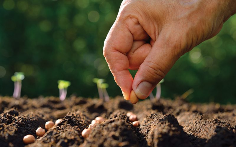 planting seeds