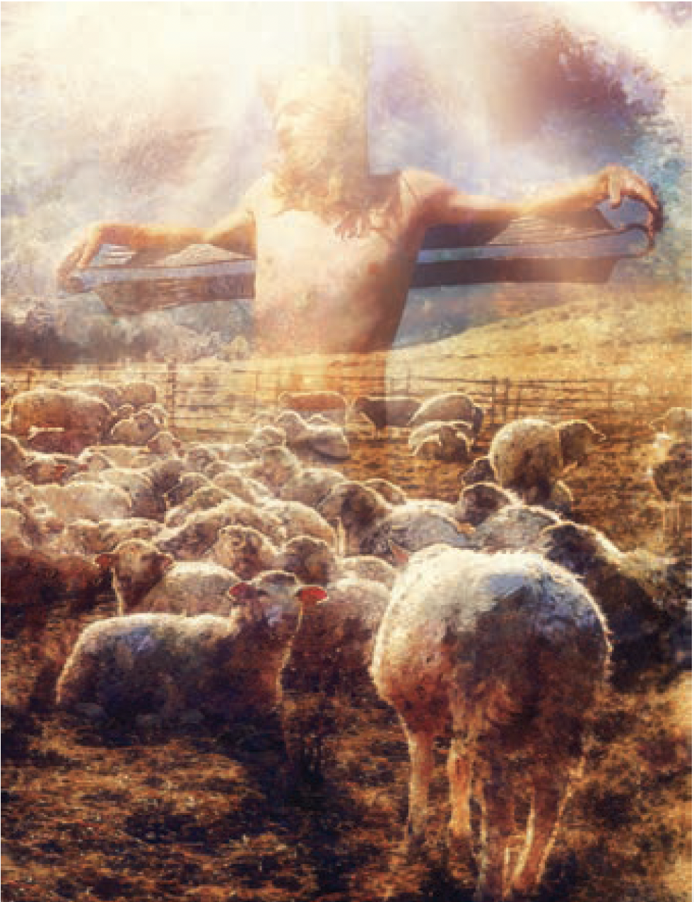 sheep
